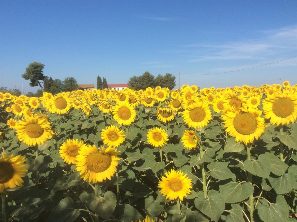 Podere Girasoli Guest House Piombino Exterior photo